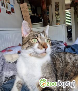 Do adopcji Gdańsk