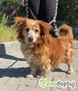 Do adopcji Kielce