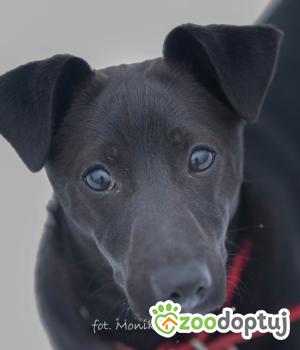 Do adopcji Myślenice