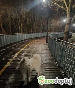 Do adopcji Swarzędz