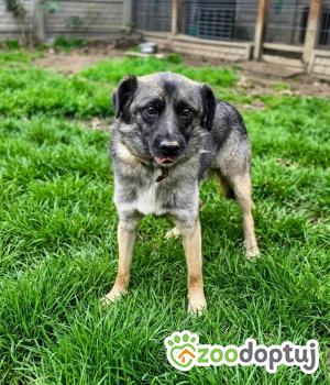 Do adopcji Zgierz