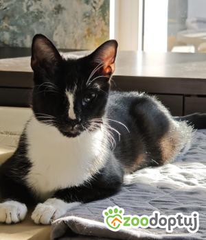Do adopcji Warszawa