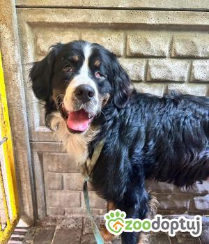 Do adopcji Zgierz
