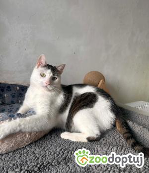 Do adopcji Nowy Tomyśl