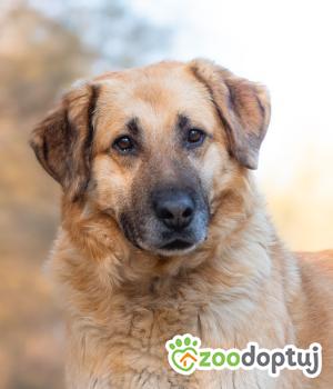 Do adopcji Warszawa
