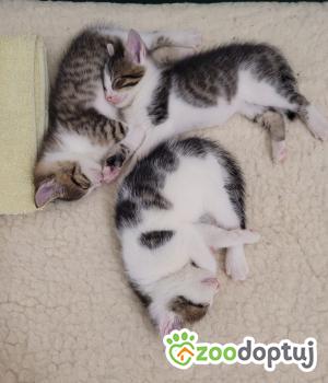 Do adopcji Cieszyn