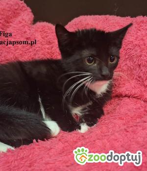 Do adopcji Nowy Dwór Mazowiecki