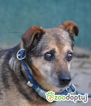 Do adopcji Nowy Dwór Mazowiecki