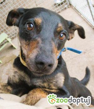 Do adopcji Łódź