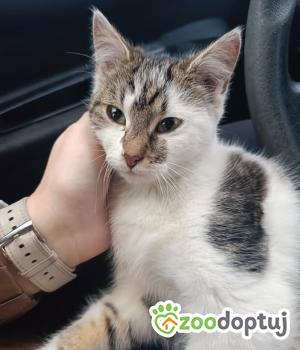 Do adopcji Radziejów