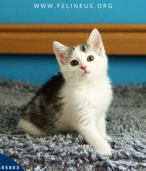 Do adopcji Rzeszów