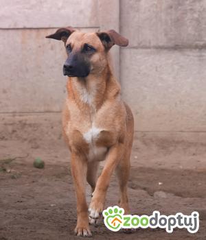 Do adopcji Mińsk Mazowiecki