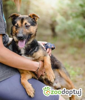 Do adopcji Radom