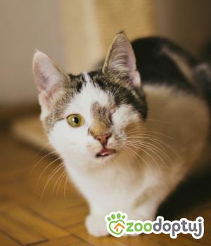 Do adopcji Warszawa