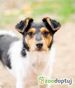 Do adopcji Warszawa