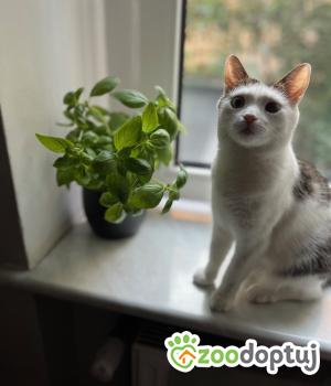 Do adopcji Poznań