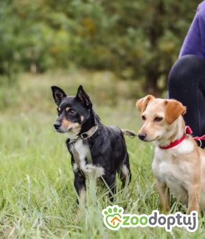 Do adopcji Radom