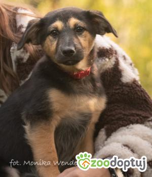 Do adopcji Myślenice