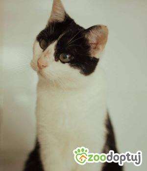 Do adopcji Warszawa