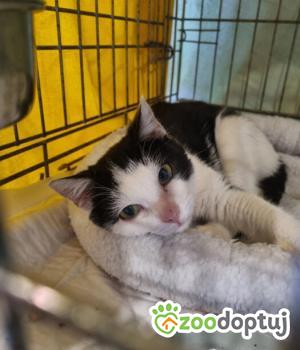 Do adopcji Poznań