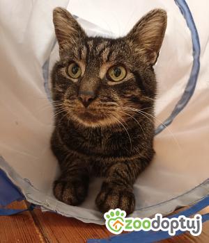 Do adopcji Wrocław