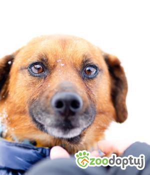 Do adopcji Warszawa