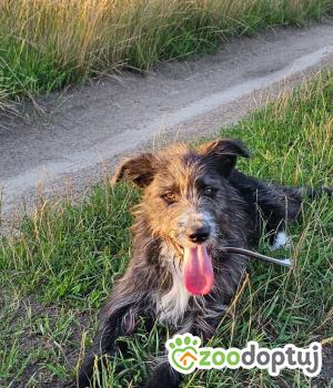 Do adopcji Warszawa