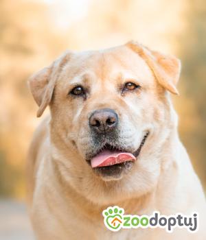 Do adopcji Warszawa