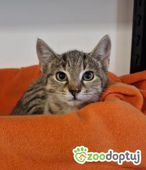 Do adopcji Cieszyn