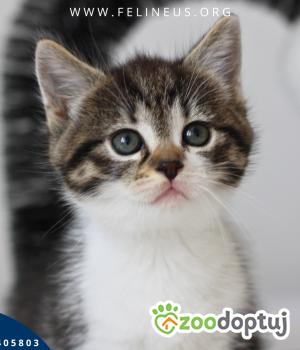 Do adopcji Rzeszów