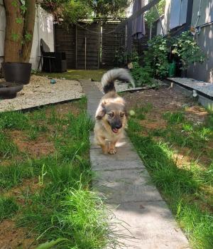 Do adopcji Radom