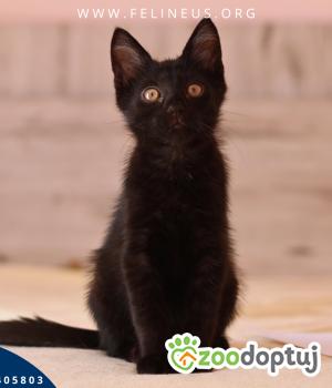 Do adopcji Rzeszów