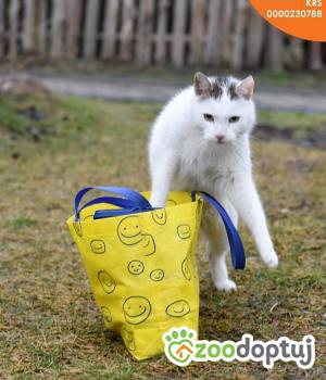 Do adopcji Toruń