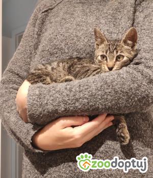 Do adopcji Cieszyn