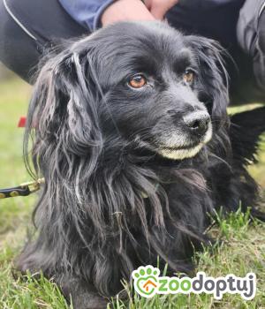 Do adopcji Zgierz