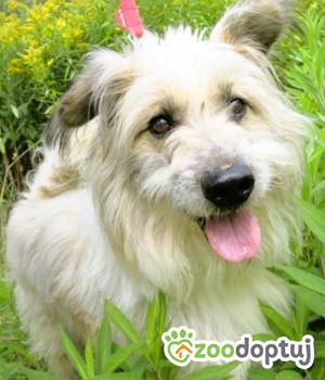 Do adopcji Częstochowa