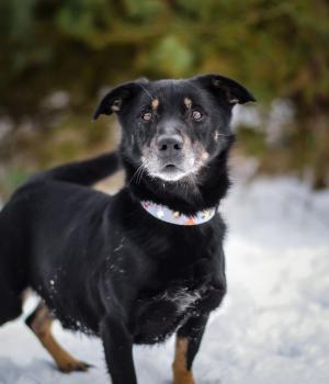 Do adopcji Białobrzegi