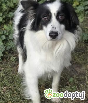 Do adopcji Zgierz