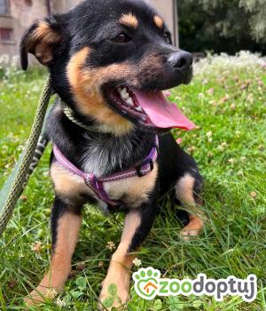 Do adopcji Mielec
