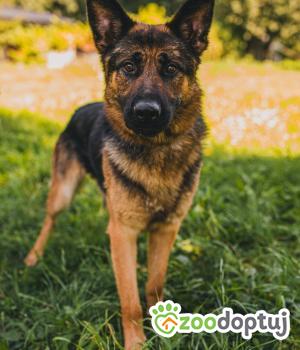 Do adopcji Zgierz