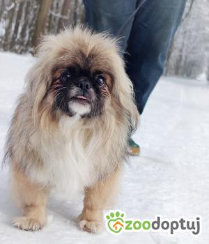 Do adopcji Dąbrowa Tarnowska