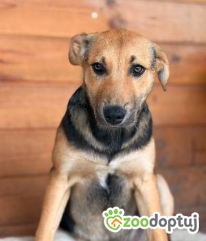 Do adopcji Warszawa