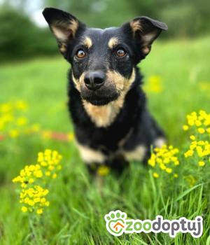 Do adopcji Stalowa Wola