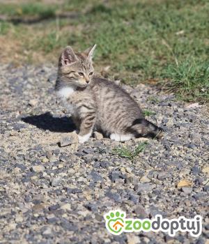 Do adopcji Radom