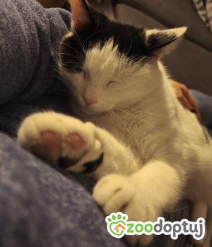 Do adopcji Poznań