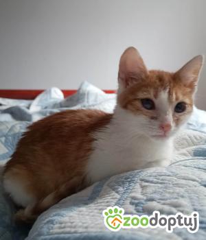 Do adopcji Cieszyn
