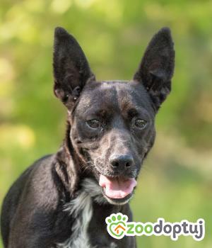Do adopcji Warszawa