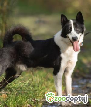 Do adopcji Myślenice