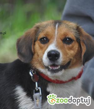 Do adopcji Nowy Dwór Mazowiecki