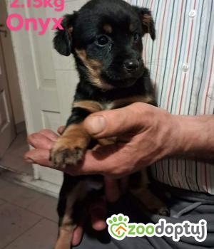 Do adopcji Ostrołęka